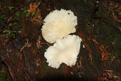 Pleurocybella