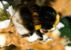 Bombus terrestris