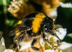 Bombus terrestris