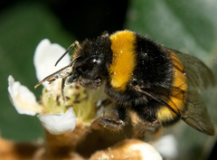 Bombus terrestris