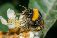 Bombus terrestris
