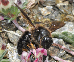 Megachile parietina