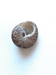 Agathistoma viridulum