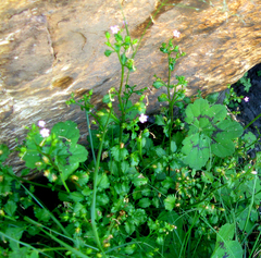 Chaenostoma caeruleum