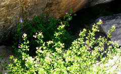 Chaenostoma caeruleum