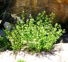 Chaenostoma caeruleum