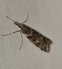 Eudonia angustea