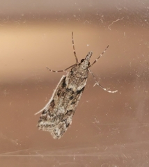 Eudonia angustea