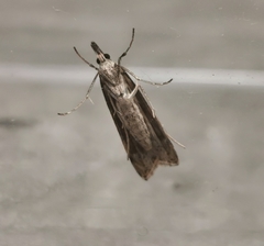 Eudonia angustea