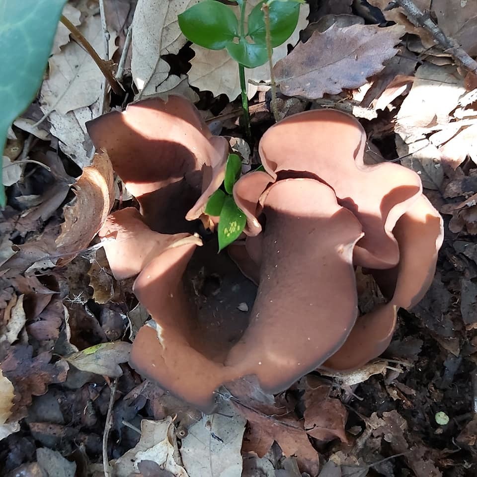 brown ear