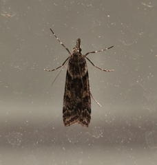 Eudonia angustea