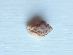 Columbella mercatoria