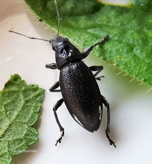 Brachyderes lusitanicus