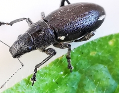 Brachyderes lusitanicus