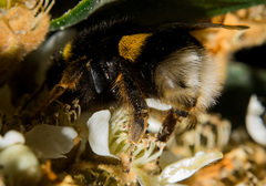 Bombus terrestris