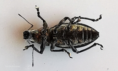 Brachyderes lusitanicus