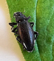 Brachyderes lusitanicus