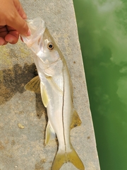 Centropomus undecimalis