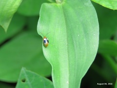Monolepta quadriguttata