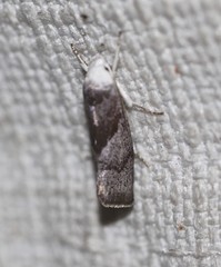 Xylorycta apheles