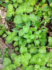 Coleus amboinicus