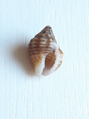 Gemophos auritulus
