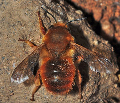 Megachile sicula