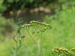 Tanacetum vulgare