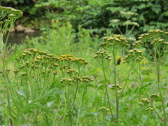 Tanacetum vulgare
