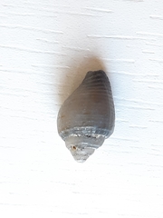 Columbella