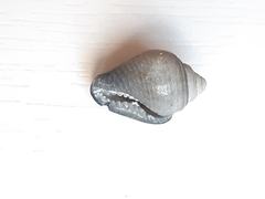 Columbella