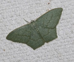 Maxates centrophylla