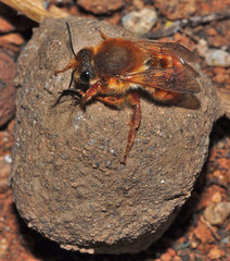 Megachile sicula