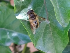 Eristalis tenax