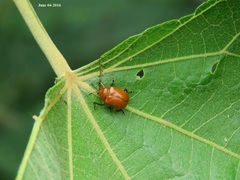 Henicolabus giganteus