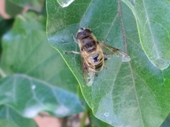 Eristalis tenax