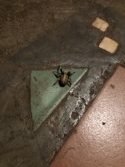 Stegodyphus mimosarum