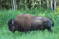 Bison bison athabascae