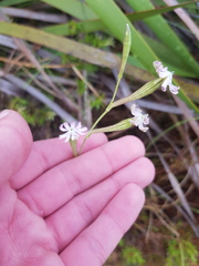 Silene