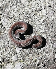 Vipera seoanei