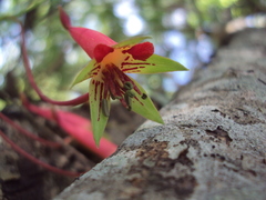 Tropaeolum pentaphyllum