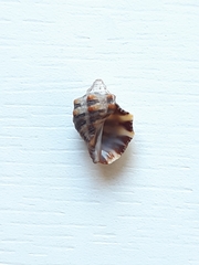 Stramonita rustica