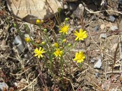 Gutierrezia sphaerocephala