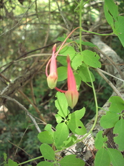 Tropaeolum pentaphyllum