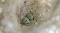 Cisticola subruficapilla