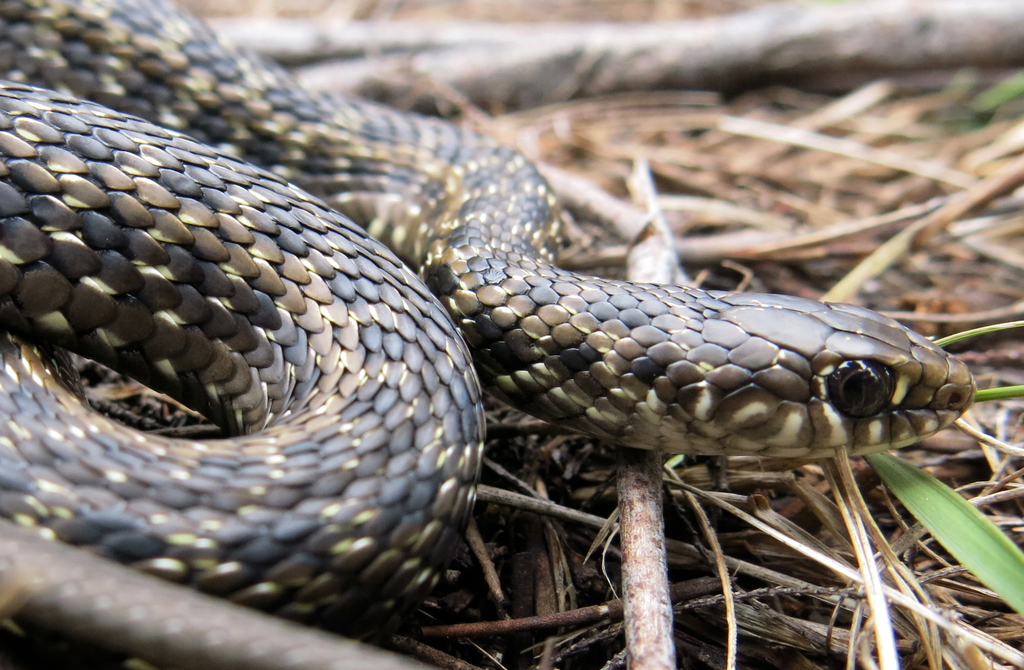 Many-spotted Snake