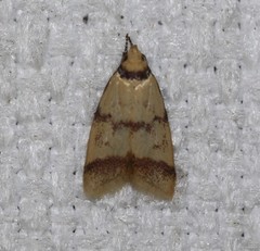 Heteroteucha anthodora