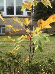 Liriodendron tulipifera