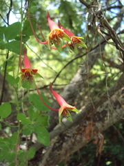 Tropaeolum pentaphyllum