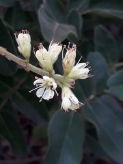 Leptolobium dasycarpum